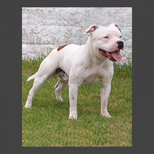 Boehringers_Jehangir_Jeff