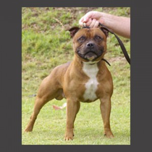 Ch Boheringers Orval Oscar