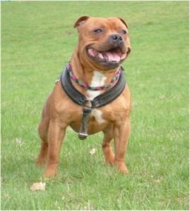 Ch Nortphoints Red Devils