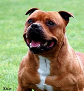 Ch Red Devils Nortphoints