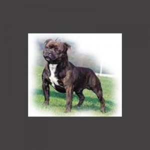 Ch zutar african dugar